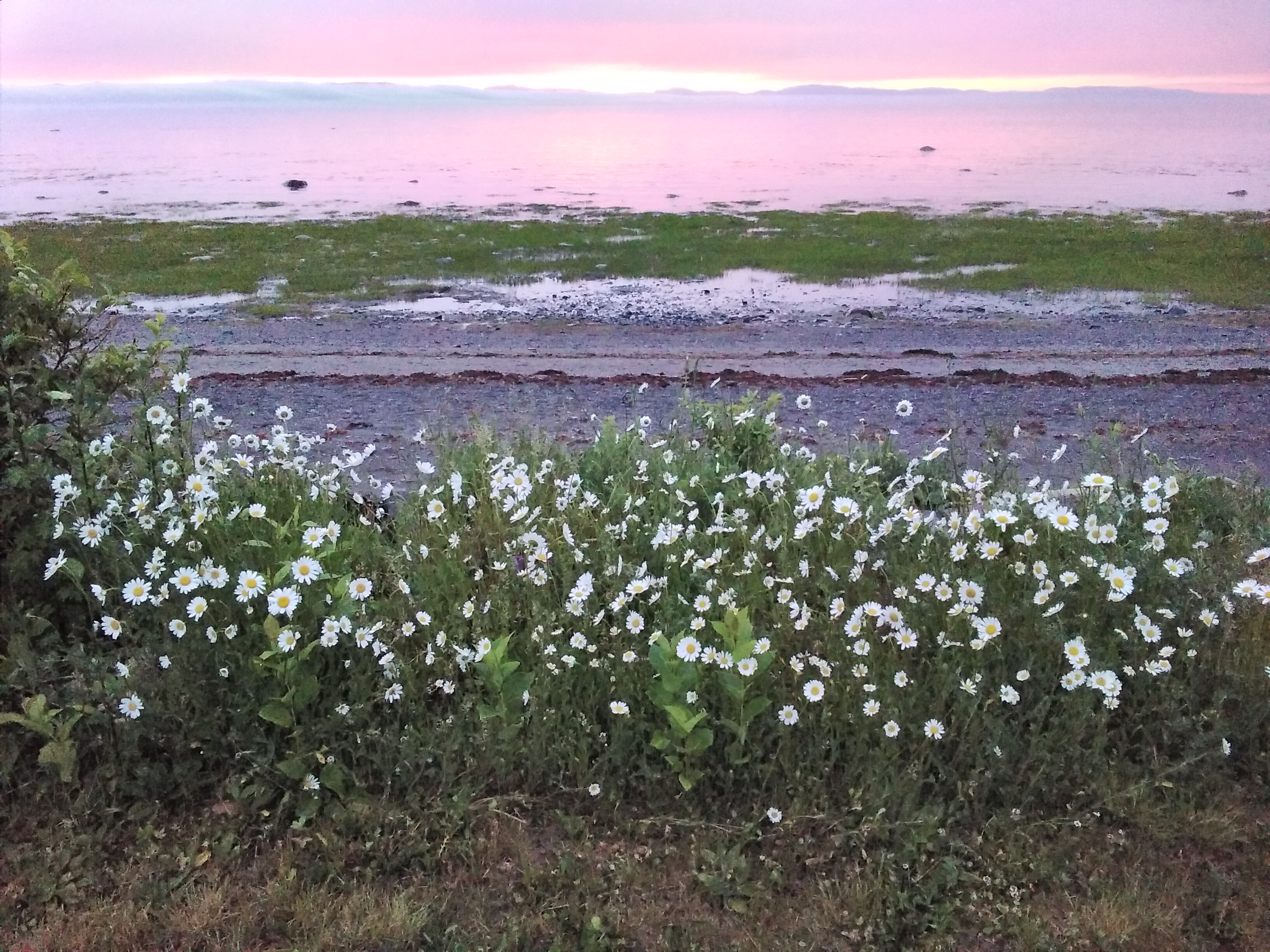 Marguerites sauvages sur fond de fleuve apais&eacute;